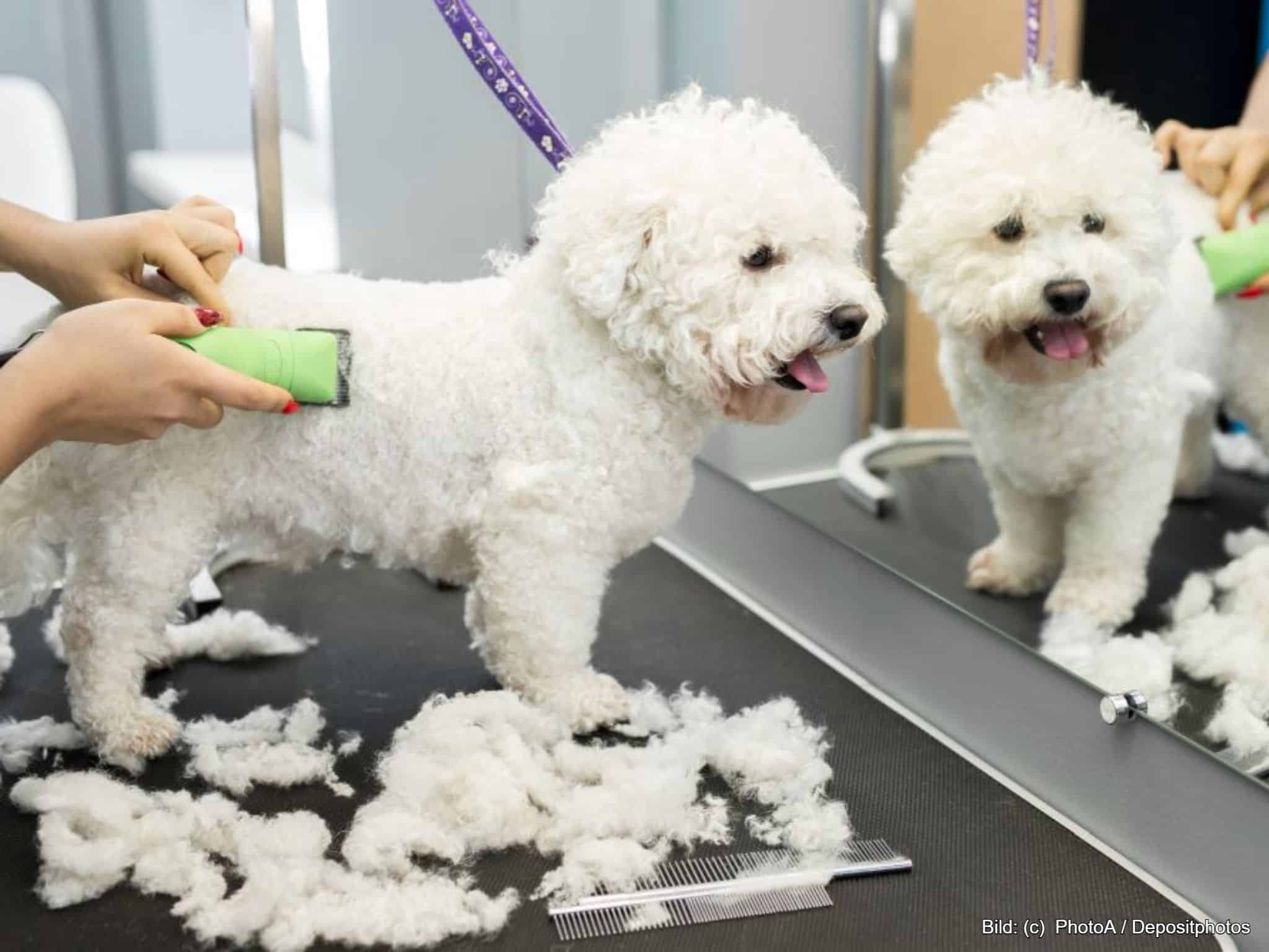 Akku Hundeschermaschine