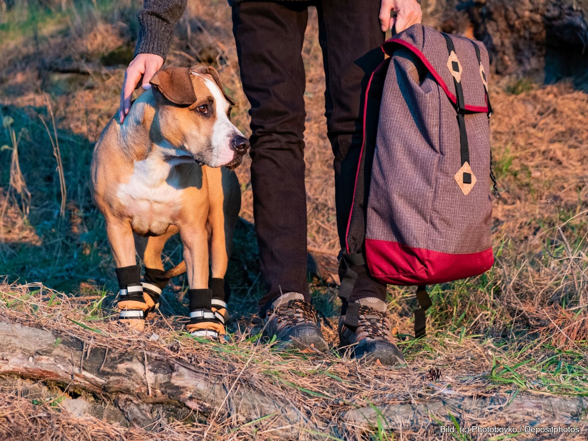 Hundeschuhe Pfotenschutz beim Wandern
