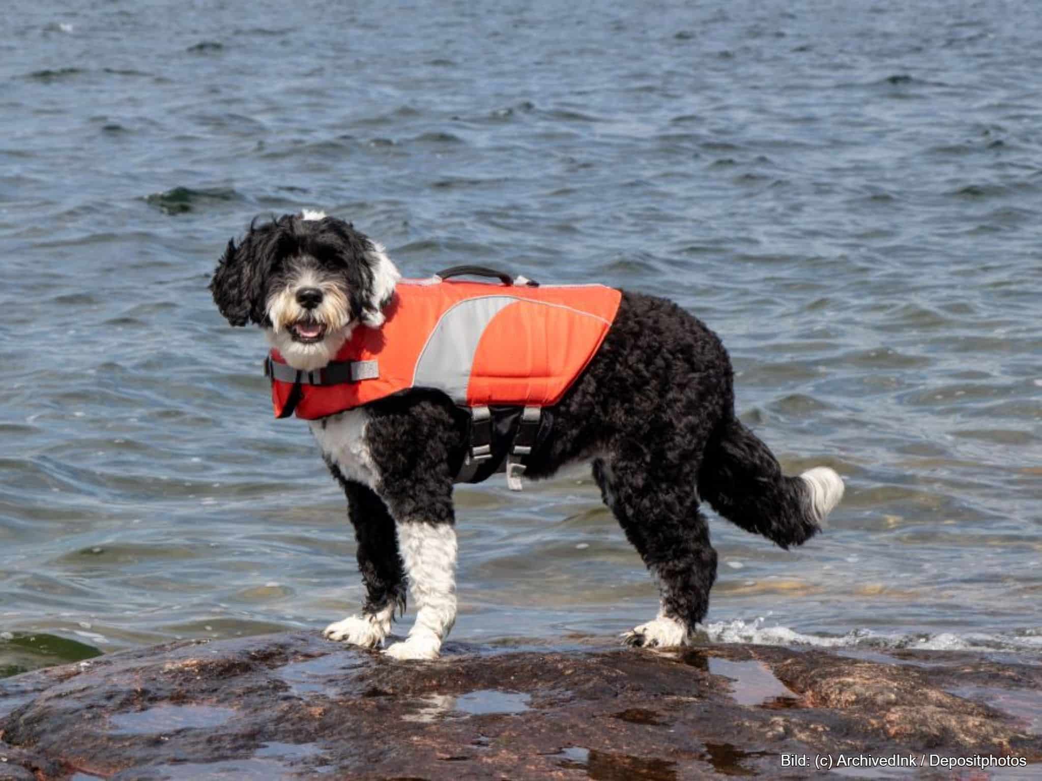 Sicherheit mit einer Hundeschwimmweste