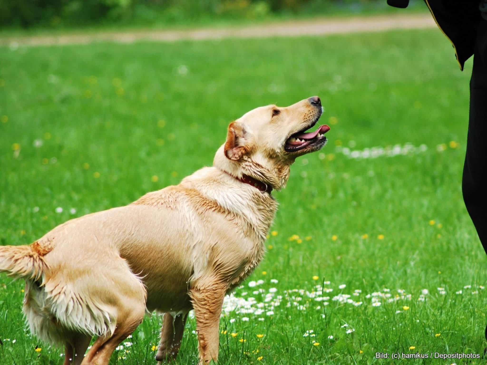 Rückruftraining mit der Futtertube