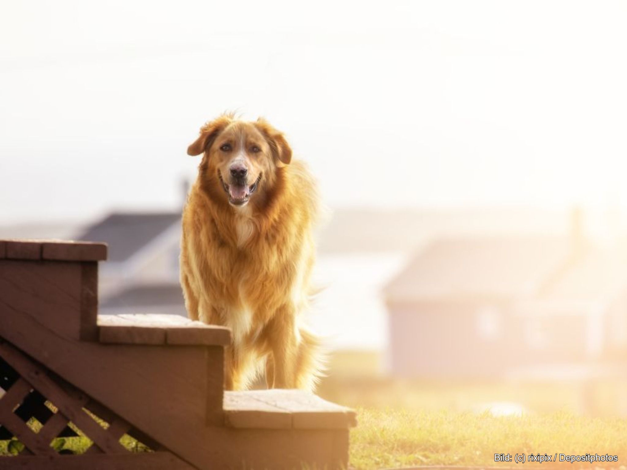 Hundetreppe für Seniorenhunde