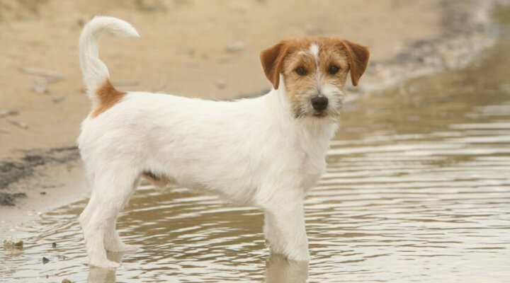 Jack Russell Terrier