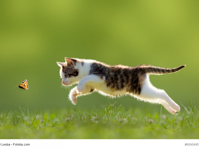 Europäisch Kurzhaar gibt es in vielen Fellfarben
