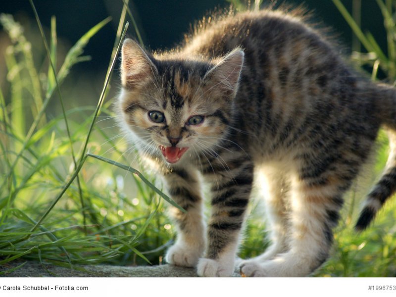 Europäisch Kurzhaar mögen Natur