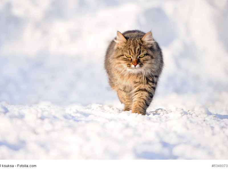 Winterkatze
