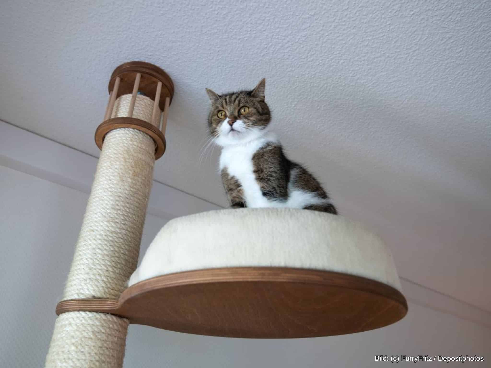 Kratzbaum deckenhoch als Deckenspanner