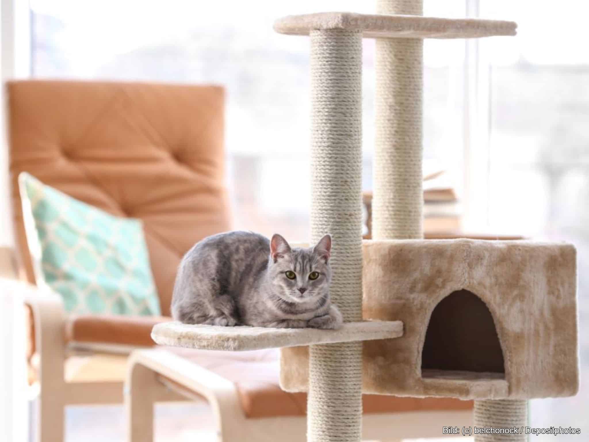 Kratzbaum klein im Wohnzimmer