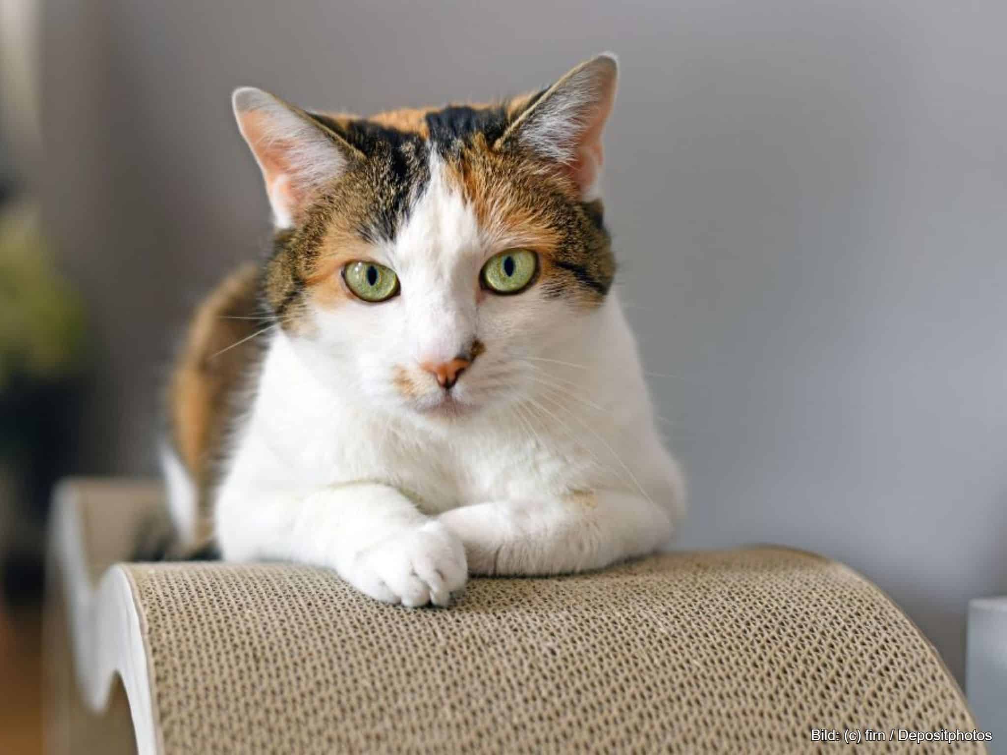 Kratzpappe als Liegefläche