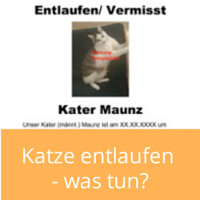 Katze entlaufen - was tun?