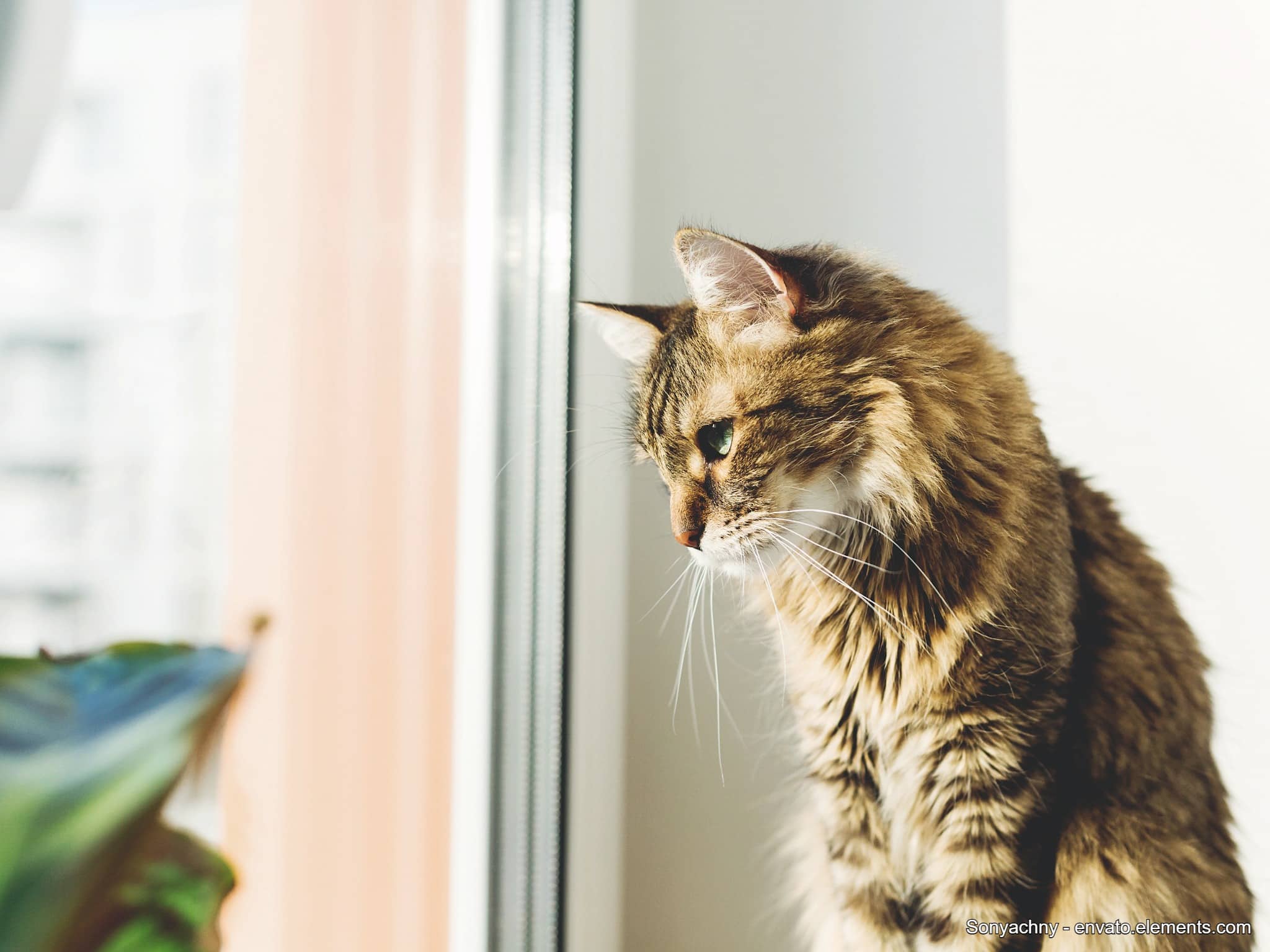 kippschutz fürs fenster für katzen