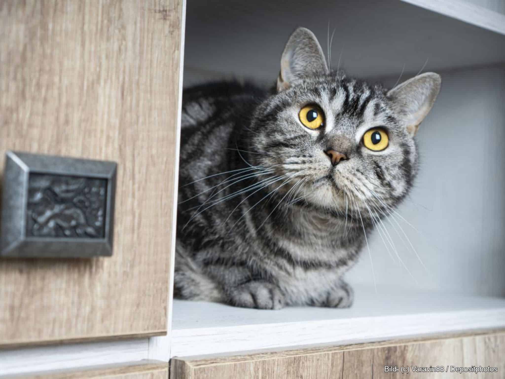 Katzenklo-Schrank für die Katzentoilette