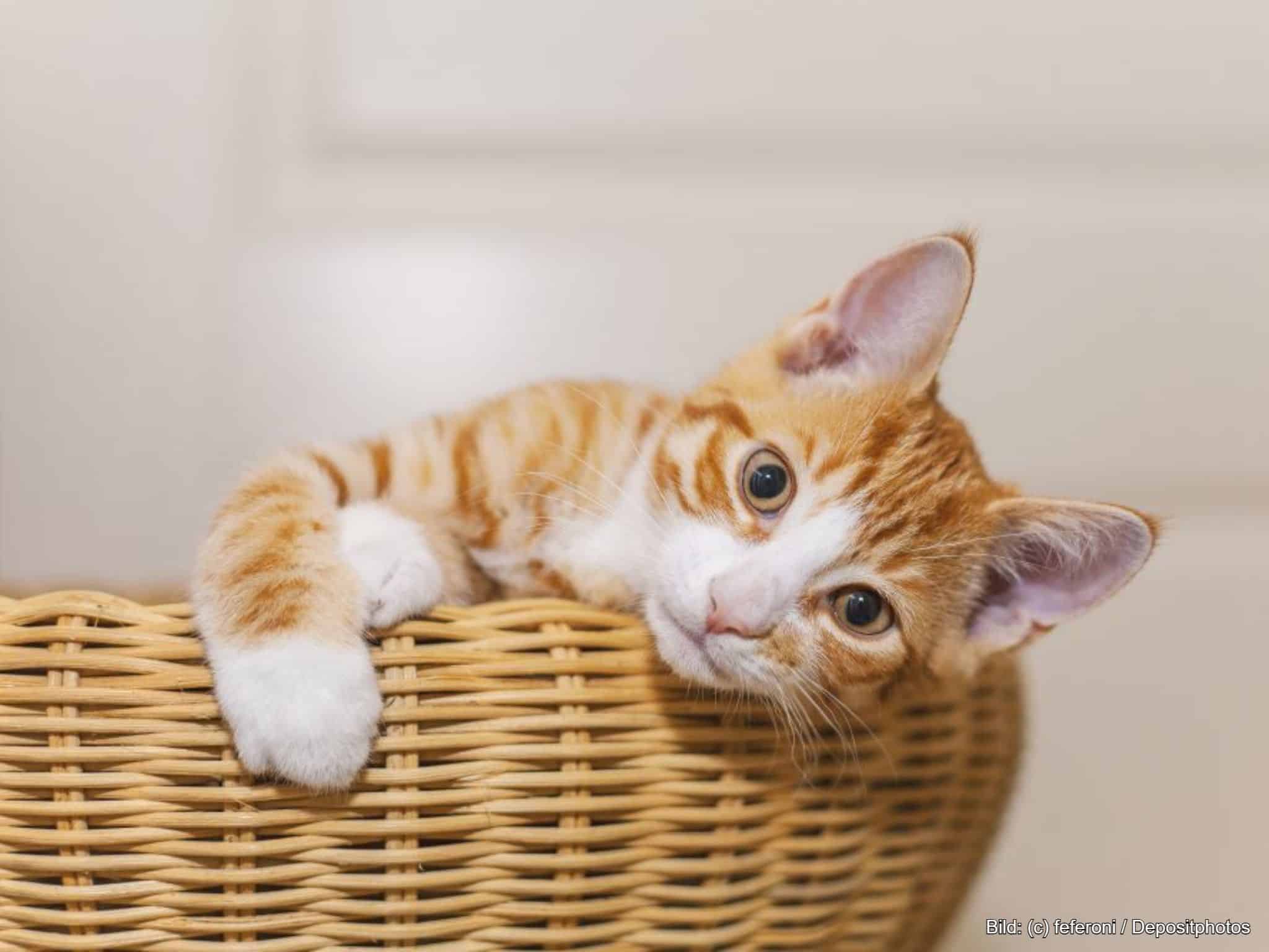 Katzenkorb aus Weide