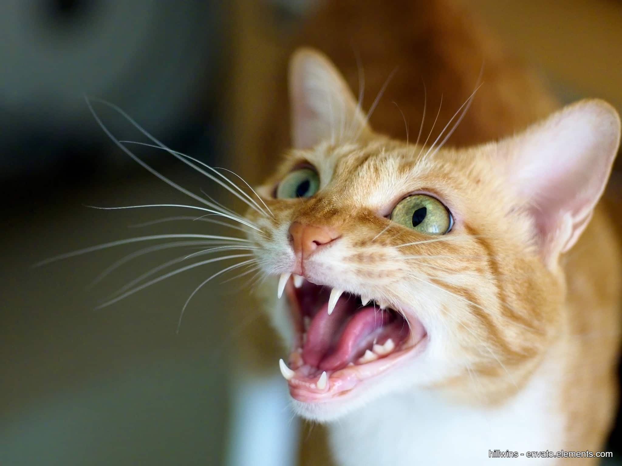 Wie kommunizieren Katzen: Manche Katzen miauen wirklich laut.