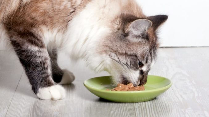 Eine Katze frisst Futter aus einem Napf