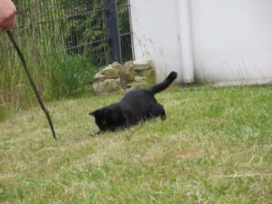 Fellfarbe Katze schwarz spielt im Garten