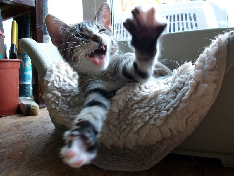 Katzenkind Spaß