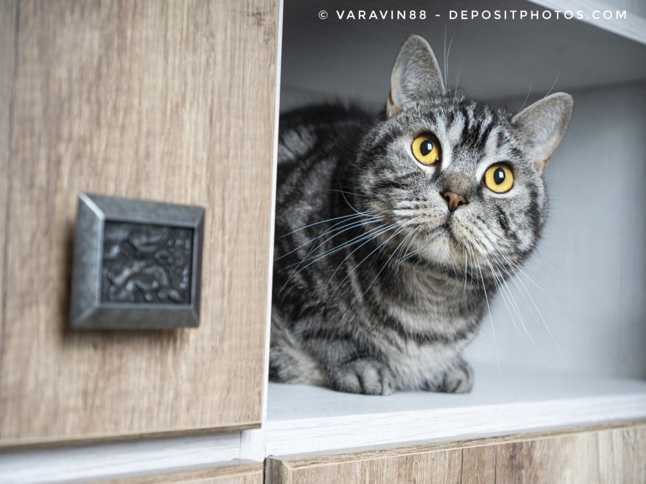 Ein Katzenklo-Schrank ist ideal für die diskrete Unterbringung der Katzentoilette.