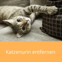 katzenurin-entfernen