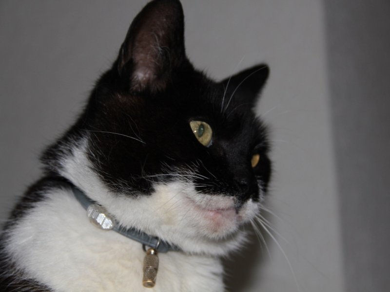 Aufmerksame Europäisch Kurzhaar