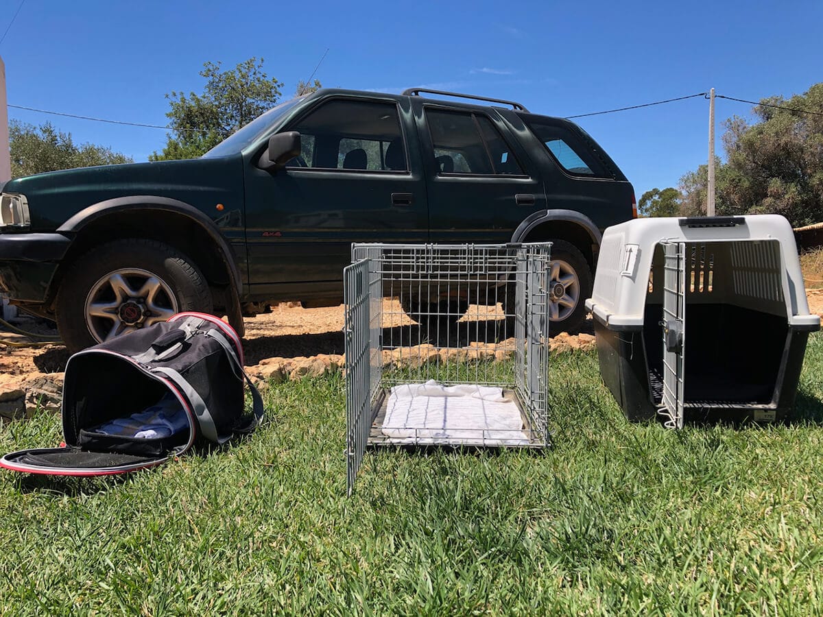 Hundeboxen vor einem Auto