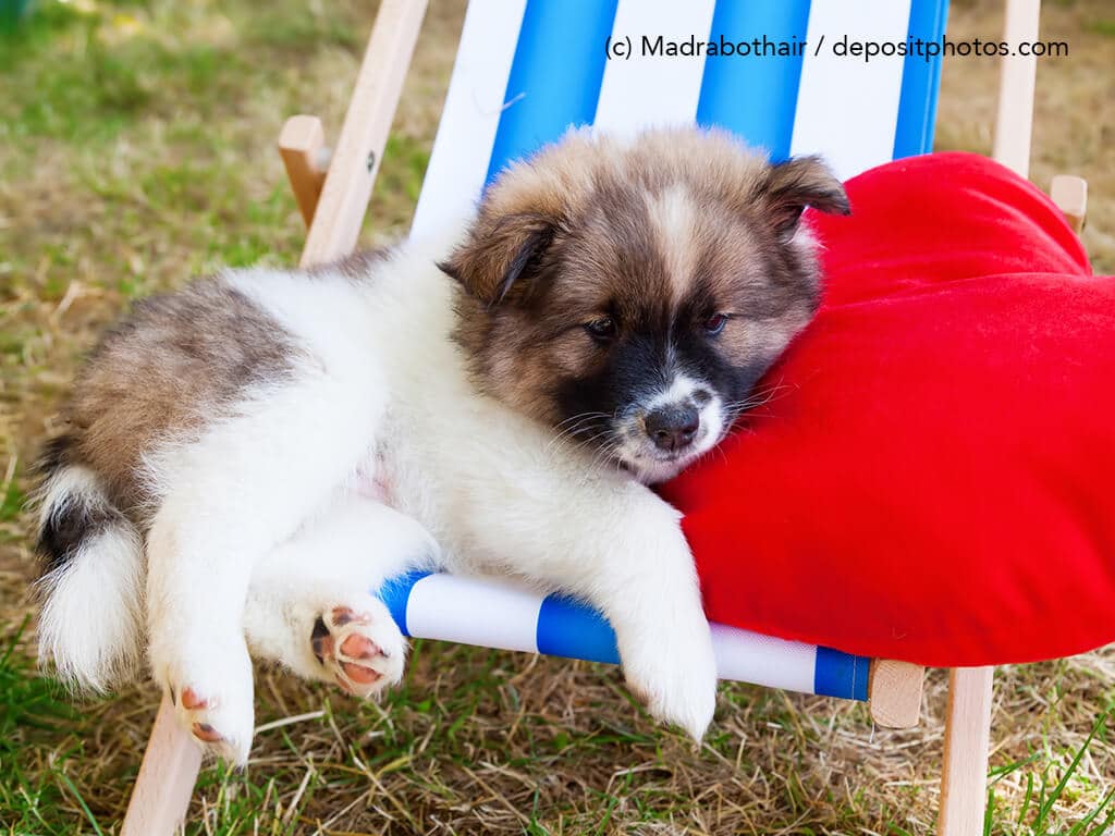 Welpe liegt auf einer Liege im Garten