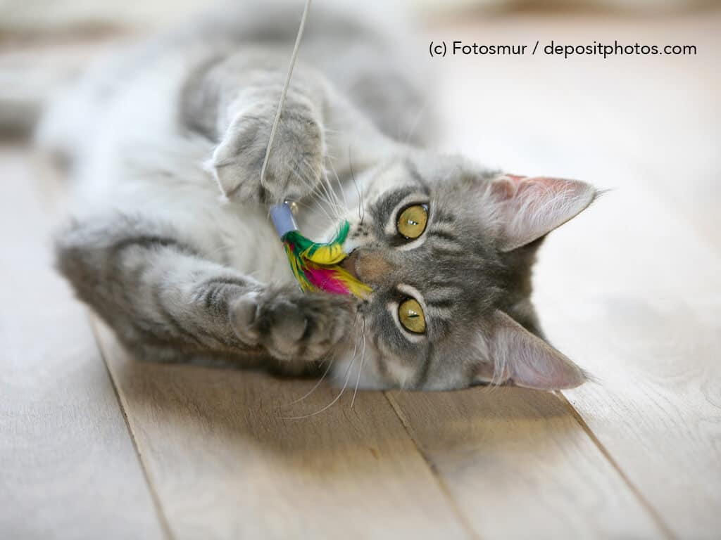 Eine Katze liegt auf dem Boden und spielt mit Katzenspielzeug.