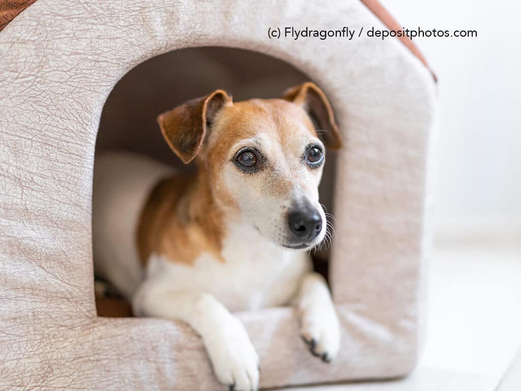 Hund liegt in der Hundehöhle