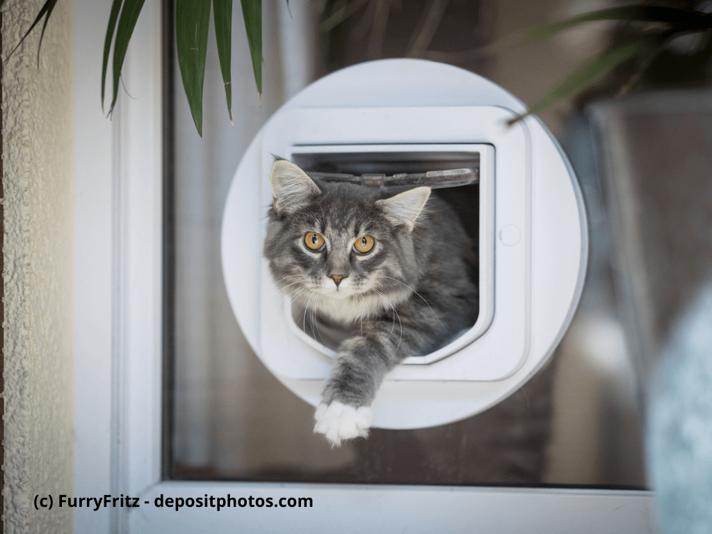 Eine Katze steigt durch ihre Katzenklappe nach draußen