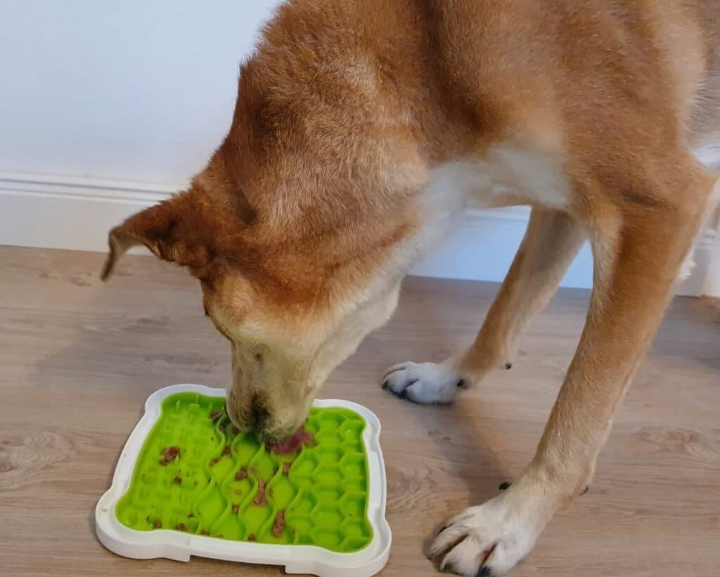Ein Hund leckt sein Futter von einer Matte ab