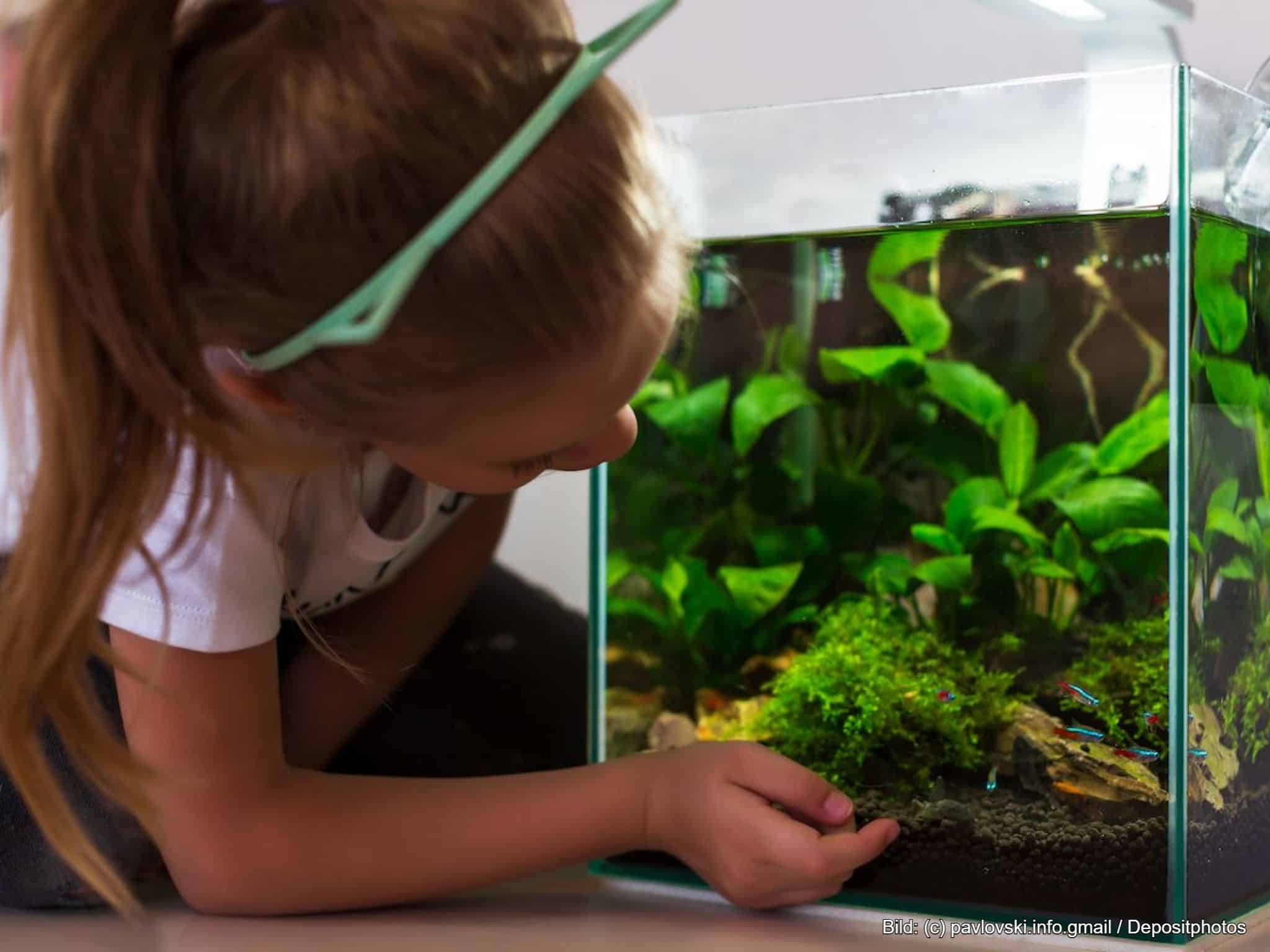 Nano Aquarium mit Pflanzen und Fischen