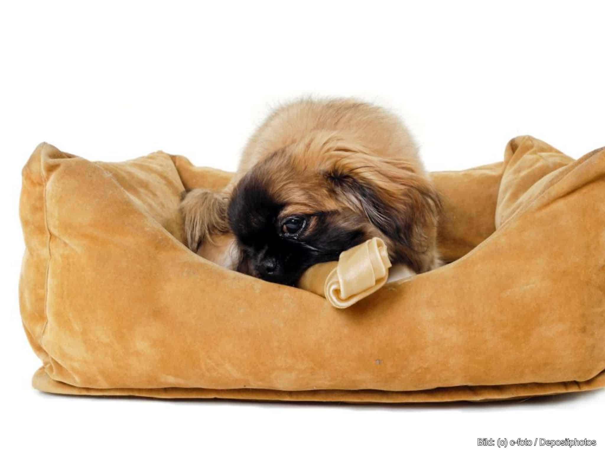 Hundebett kleine Hunde