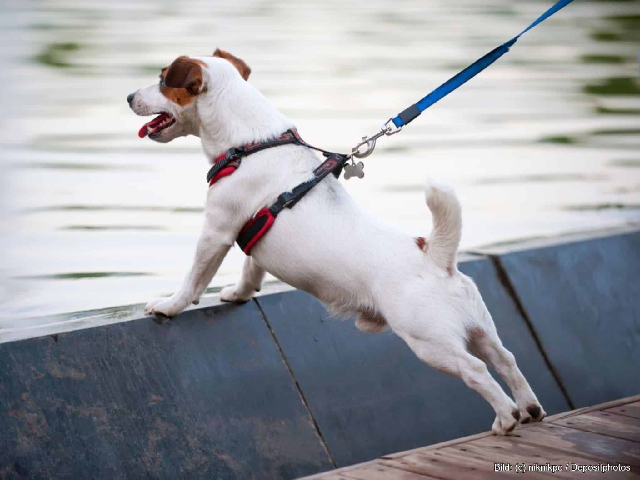 Kleiner Hund mit gepolstertem Hundegeschirr