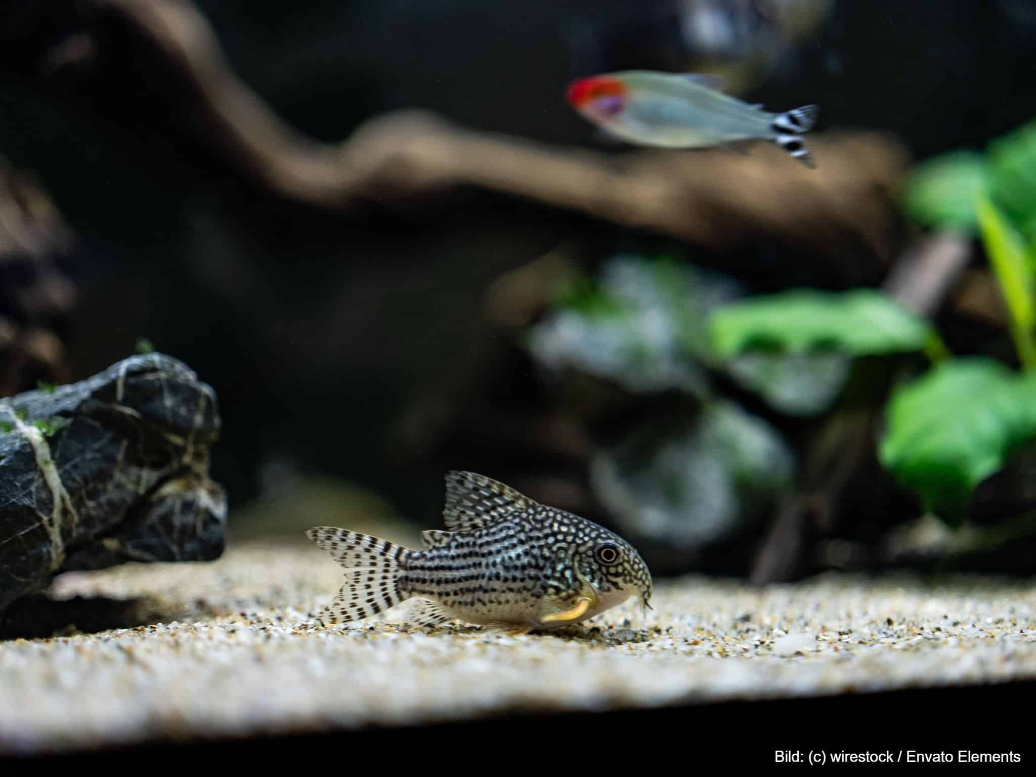 Weißer Aquarium Kies