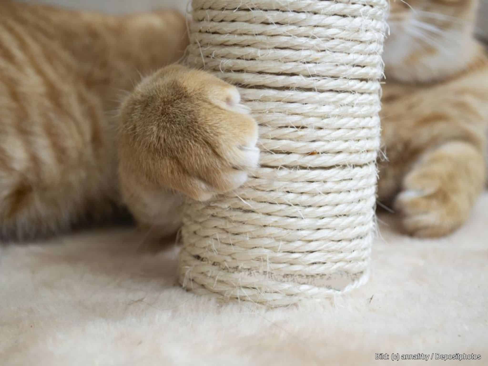 Kratzstamm für Katzen