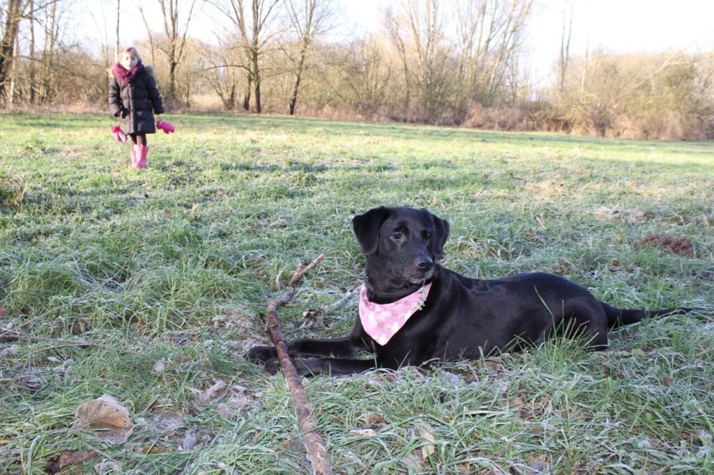 Im Vordergrund liegt ein schwarzer Labrador auf einer Wiese im Hintergrund steht ein kleines Mädchen