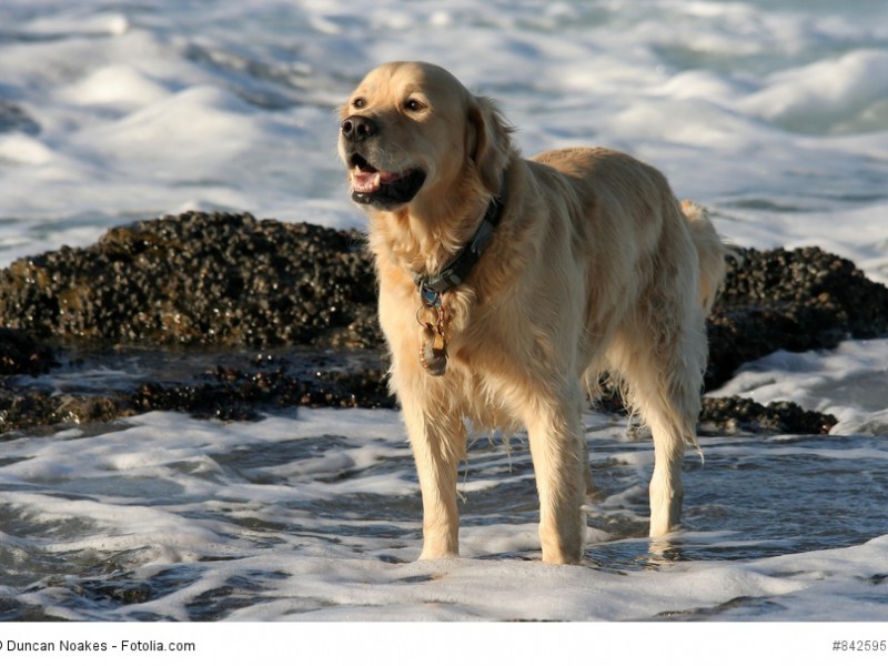 Golden Retriever gehören in die Kategorie der Apportier-, Stöber- und Wasserhunde.