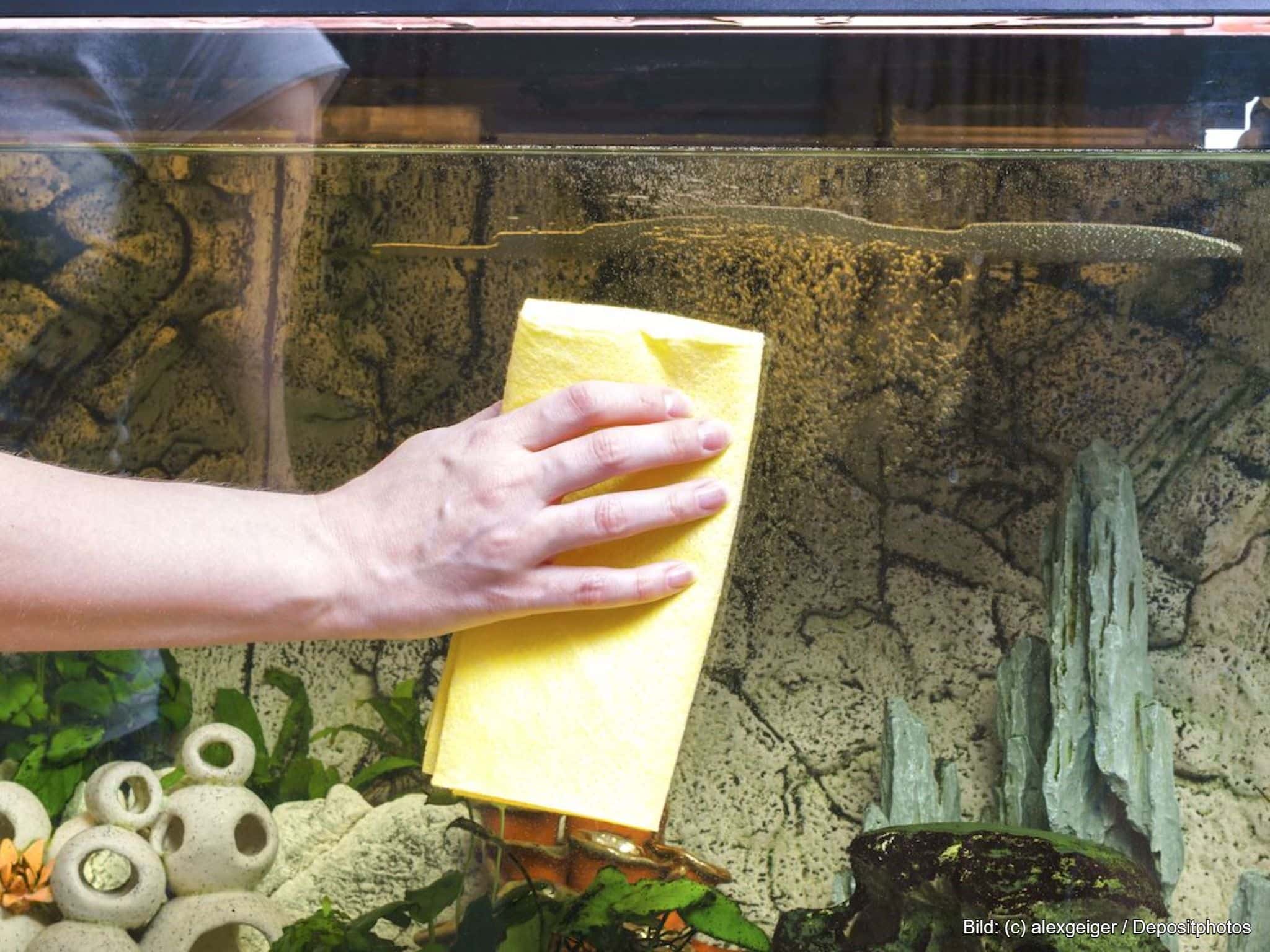 Aquarium-Scheibenreiniger im Einsatz