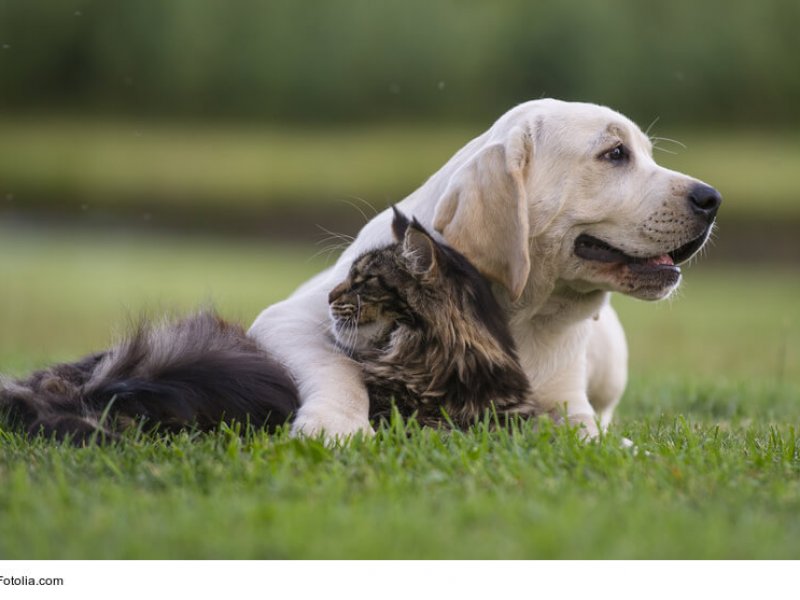 Maine Coon vertragen sich gut mit Hunden