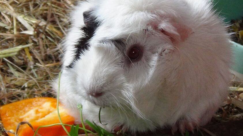 Ein Meerschweinchen in Großaufnahme