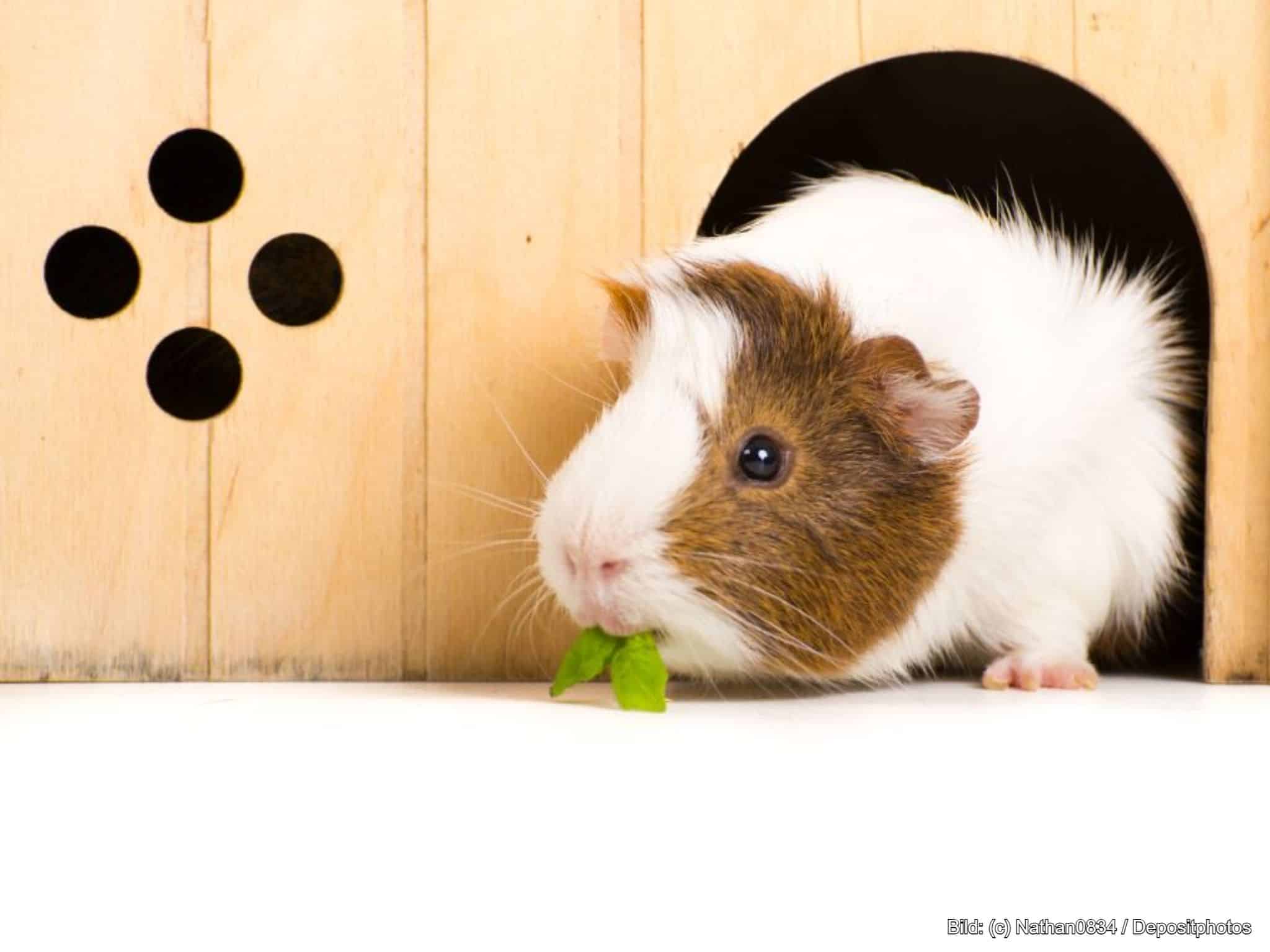 Meerschweinchen Haus aus Holz
