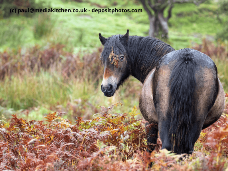 Exmoor-Pony mit Blatt auf Auge