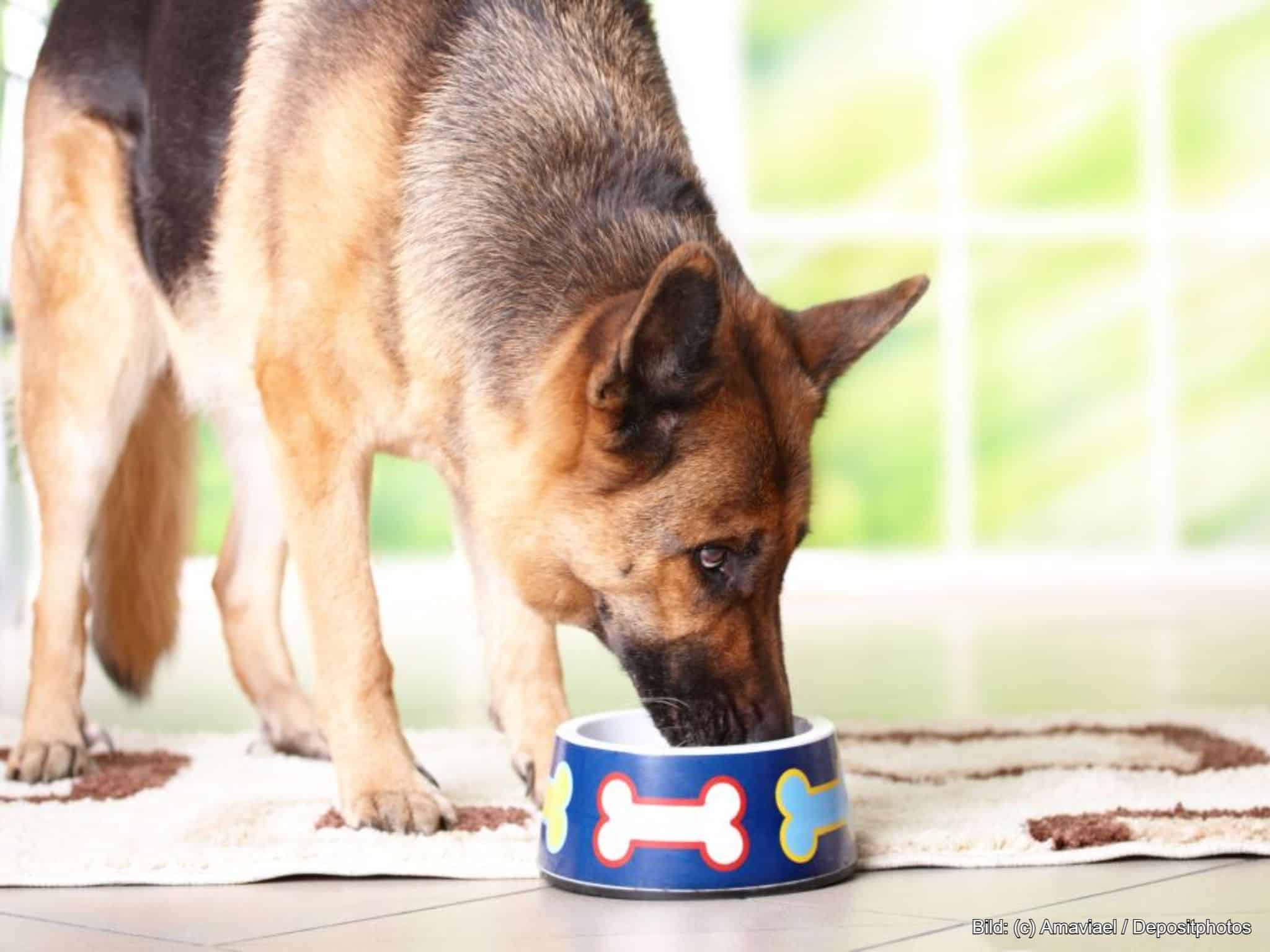 Napfunterlage Hund rutschfest