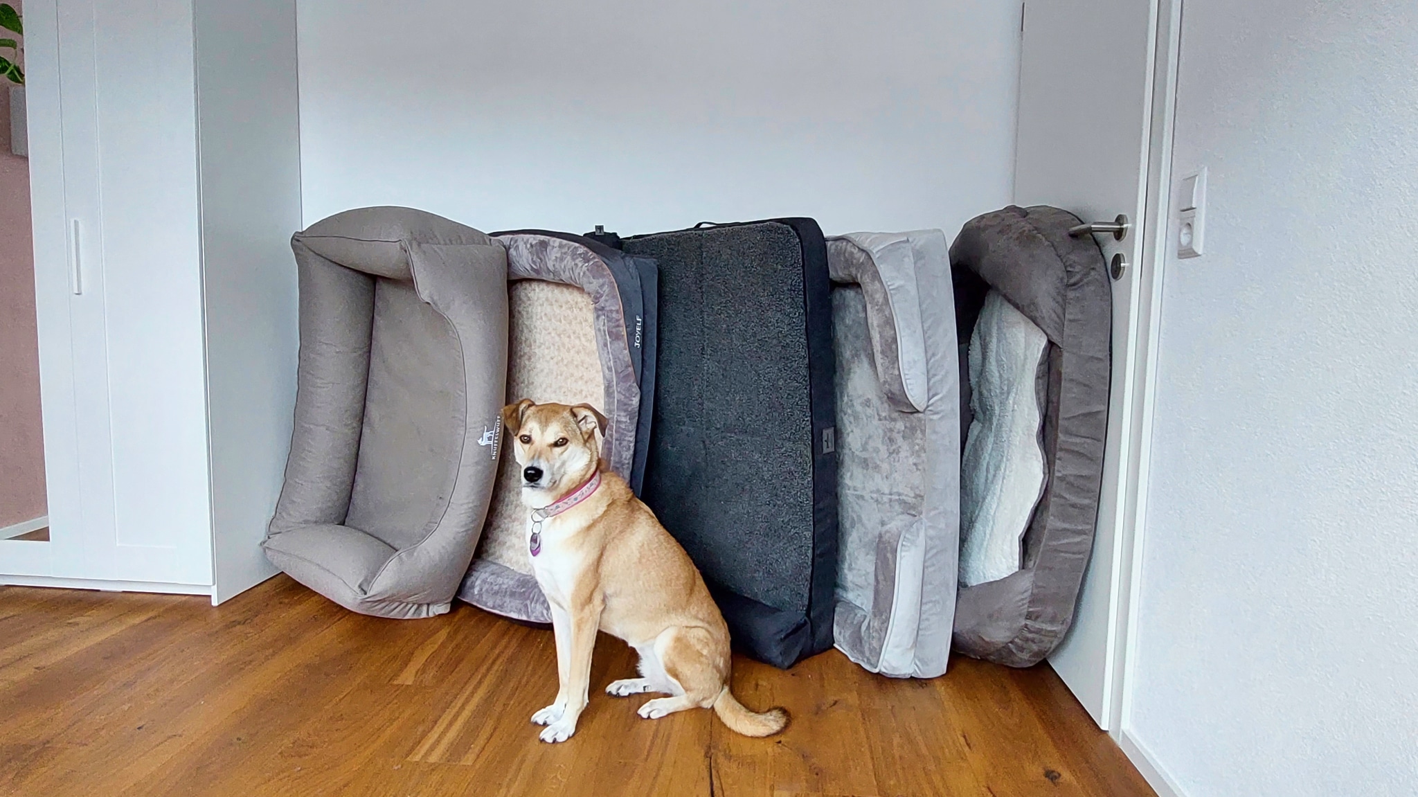 Test von orthopädischen Hundebetten