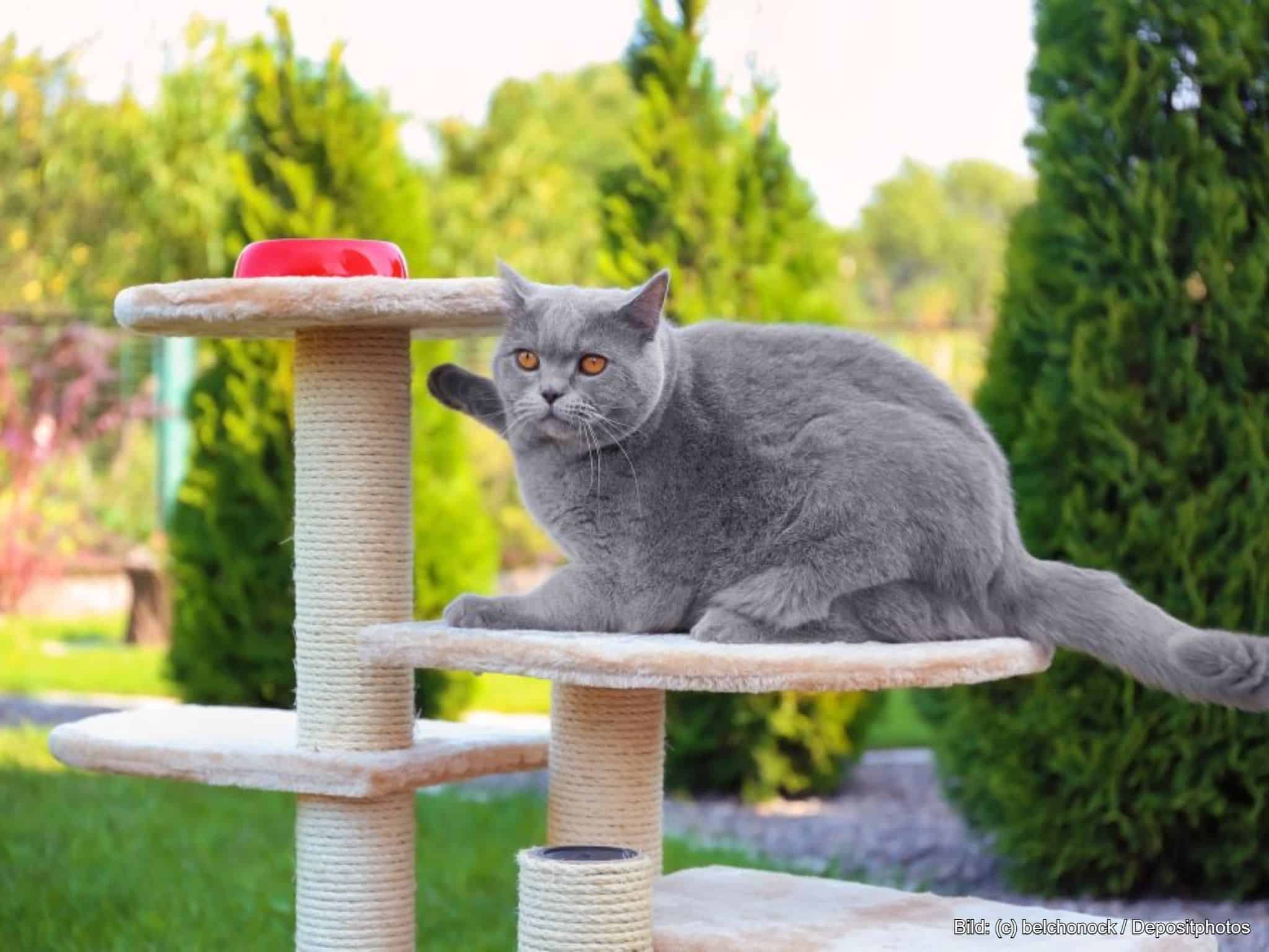 Outdoor Kratzbaum auf Terrasse