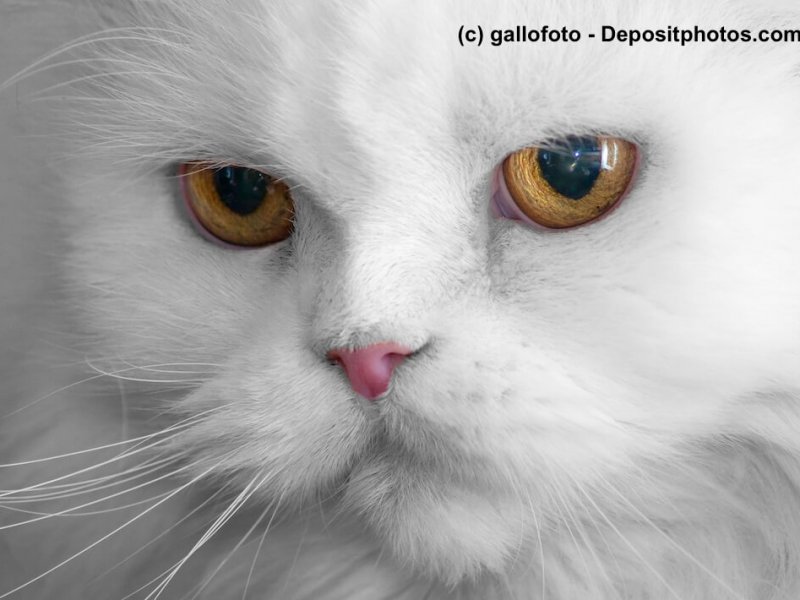 Perser mit gesunder Nasenform