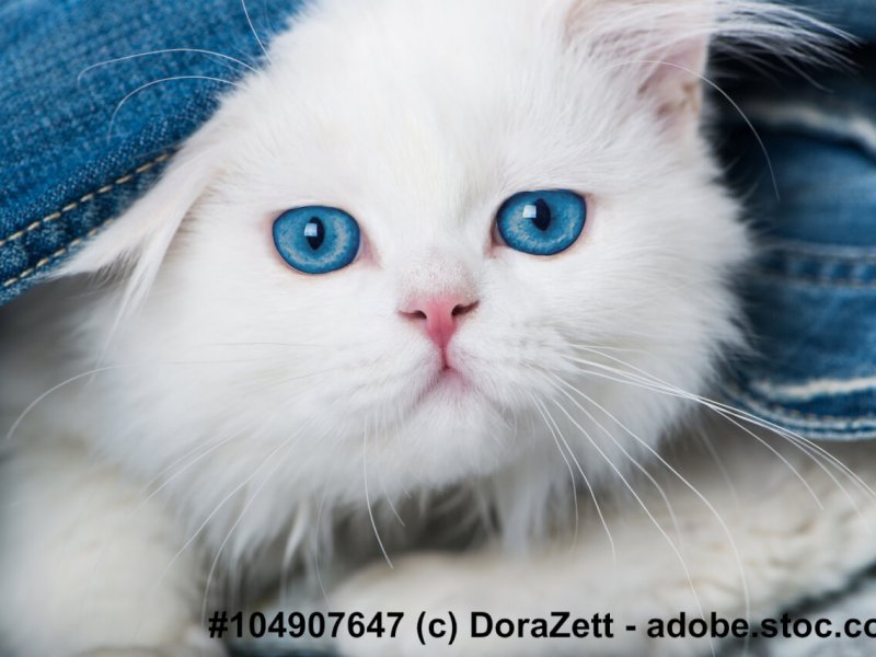 Weißes Perserkitten