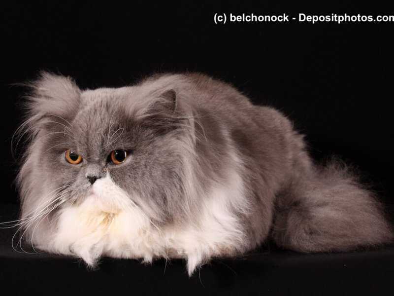 Perser haben langes seidiges Fell