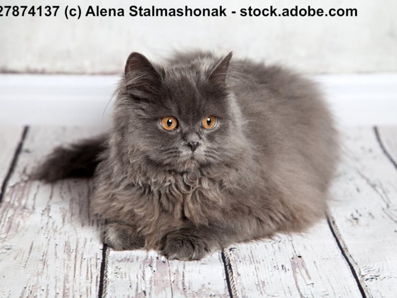 Schwarze Perserkatze