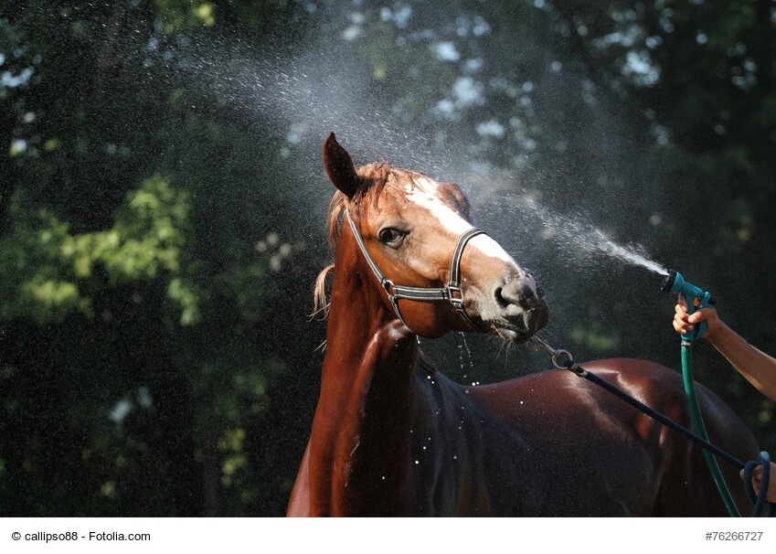 Ein rotbraunes Pferd wird im Freien abgeduscht