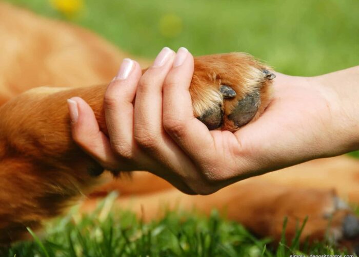 So bleiben Hundepfoten gesund und sauber: Expertentipps für das Wohlbefinden deines Vierbeiners